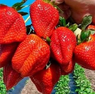 strawberries